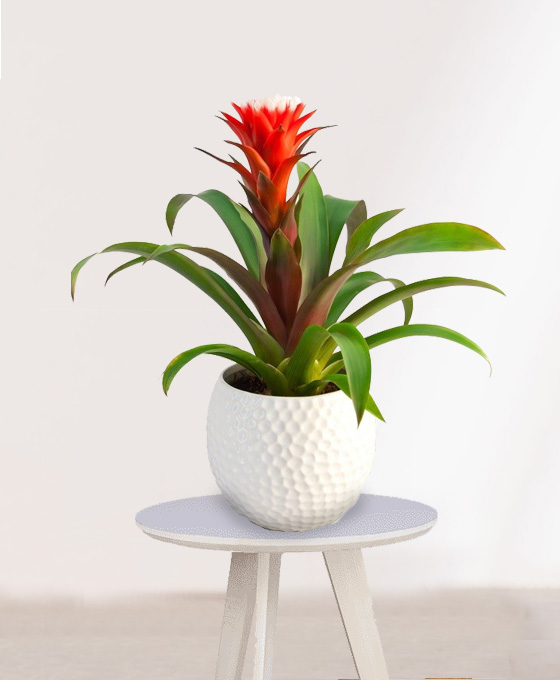 Planta Guzmania en maceta de cerámica blanca sobre mesa de madera blanca