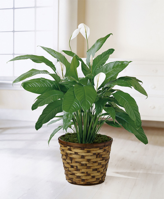 Planta Spathiphyllum en maceta de mimbre en el suelo