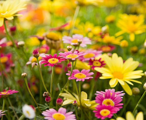 Enviar plantas para regalo