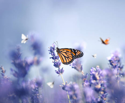 Mariposa tigre apoyada sobre campo de lavandas